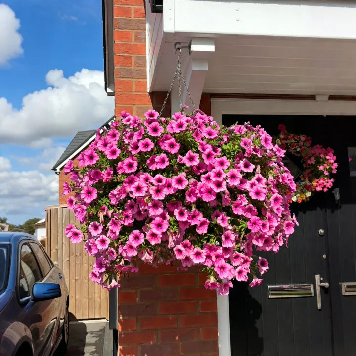 🔥UV Resistant Artificial Petunias Flowers🔥